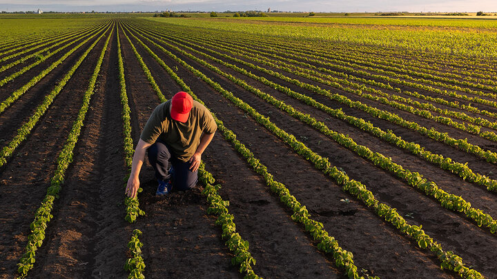 Farmer inspects plants on a growing green soybean field.