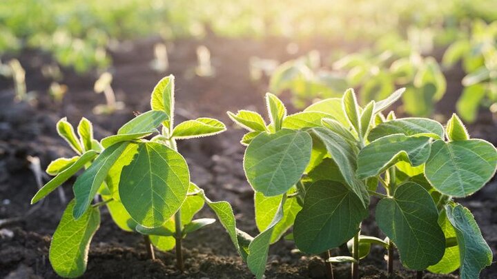 soybean field backlit by sun