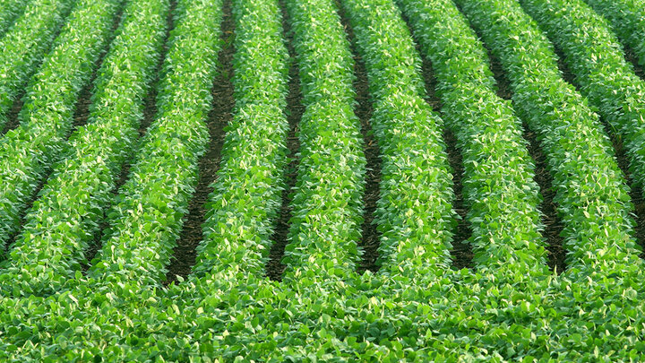 Even rows of healthy green soybean during mid-season