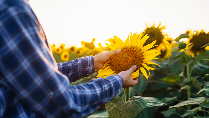 farmer in sunflower field