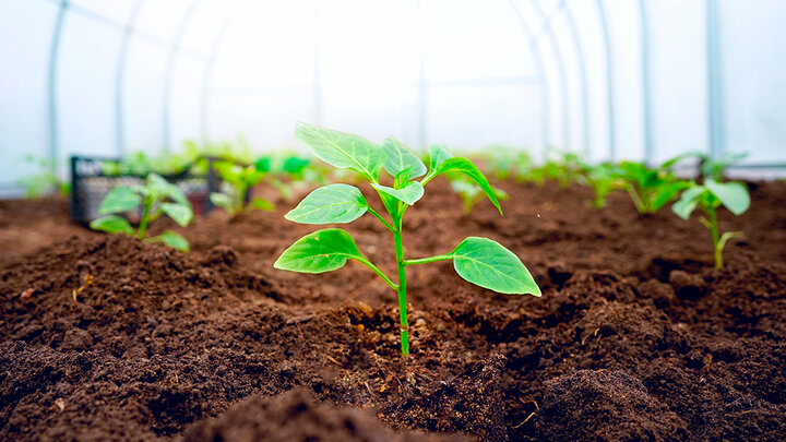sweet pepper seedlings growing in greenhouse