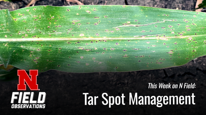 A corn leaf showing symptoms of tar spot—numerous small, black specks scattered across the surface—with the text “This Week on N Field: Tar Spot Management” and the University of Nebraska’s N Field Observations logo overlaid.
