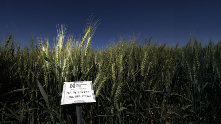 UNL wheat variety trial field