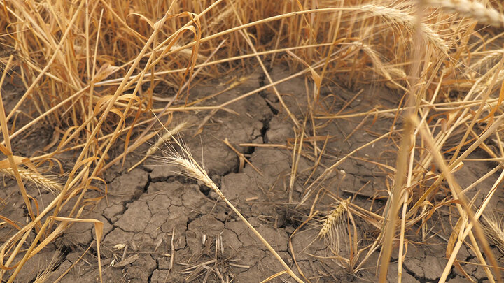 droughty wheat field