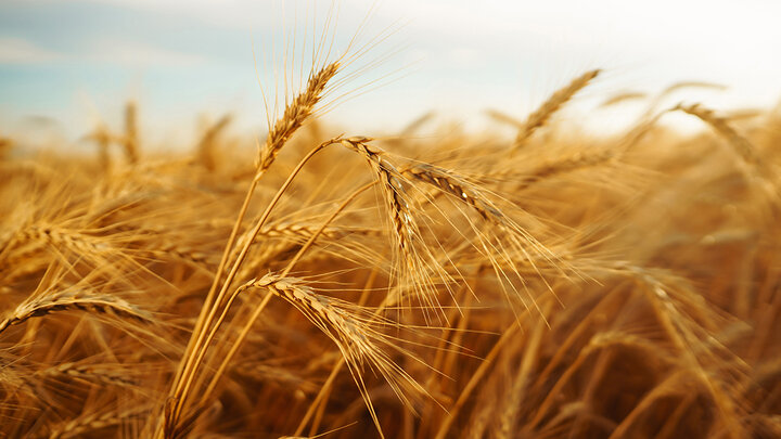 Golden wheat field under a bright sky.