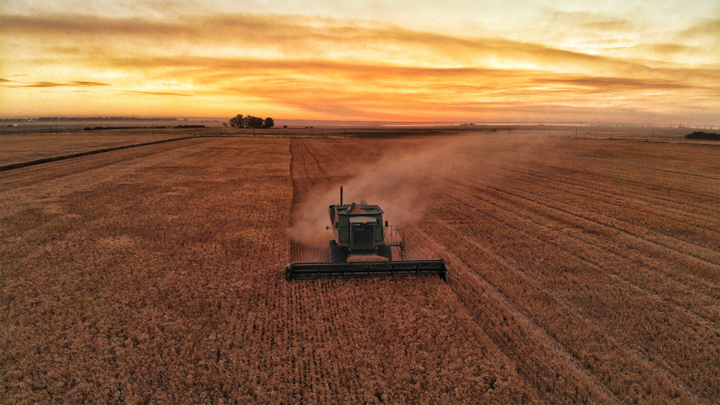 combine harvests wheat at sunrise