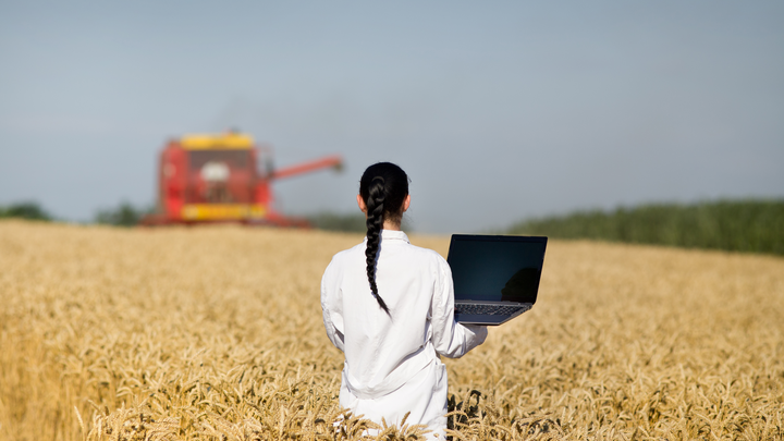 woman standing in wheat field with computer during harvest