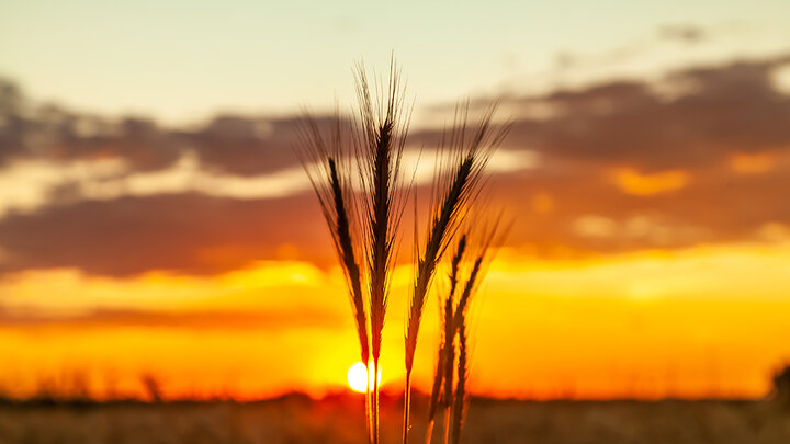 Wheat heads silhouetted against a vivid orange and yellow sunset sky, with the sun low on the horizon and clouds scattered above a field.
