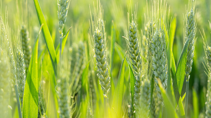 green wheat in a field