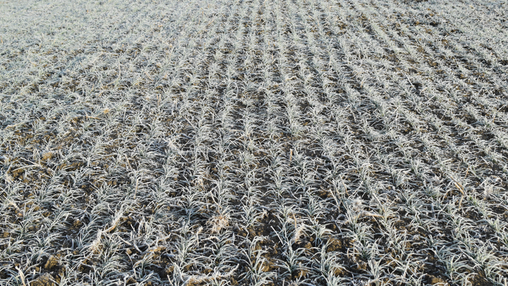 winter wheat covered in frost