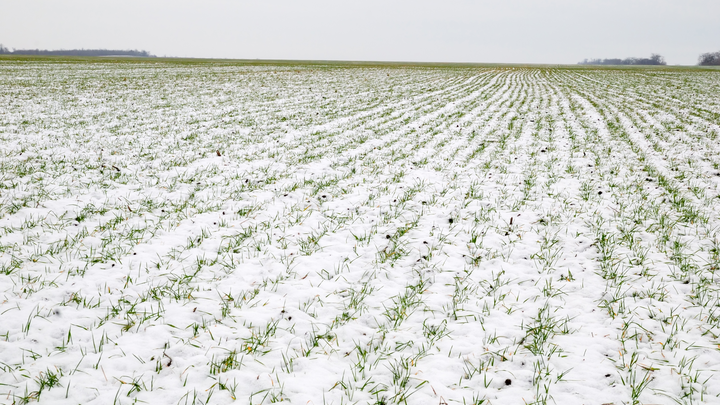 winter wheat under snow