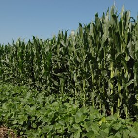 Soybean field beside a corn field