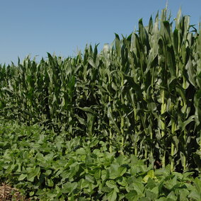 Corn and soybean fields