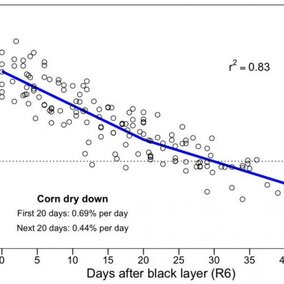 Chart of ISU research on rate of corn dry down