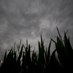 Corn field with a heavy cloud cover