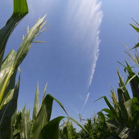 watering cornfield