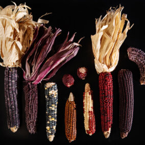 Purple hued corns 