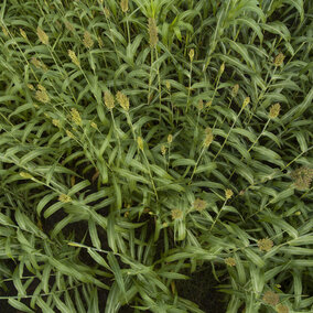Sorghum