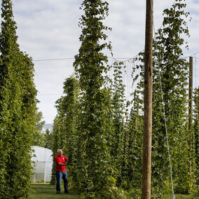 Stacy Adams examines hops on bines growing on Nebraska's East Campus. Adams is leading a multi-year, state-funded study to see if hops can be reliably grown and used as an alternative crop for farmers in the Cornhusker State. (Photos by Craig Chandler, University Communications)