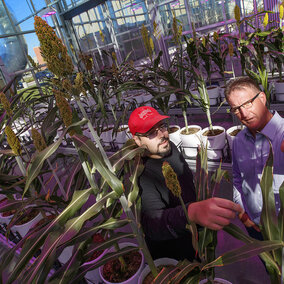 James Schnable examines a sorghum plant with Andy Benson
