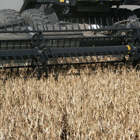 Dry bean direct harvesting