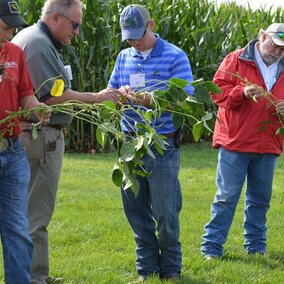 Producers analyze soybean plants at the 2015 late-season crop management diagnostic clinic. (Photo by Deloris Pittman)