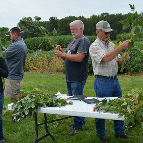 Participants at the 2016 Soybean Clinic examining plant injury at various crop growth stages.