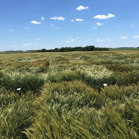 UNL variety trials conducted in eastern Nebraska are an important process to help guide growerâs variety selection.