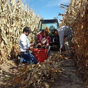 Taking the corn stalk nitrate test in the field