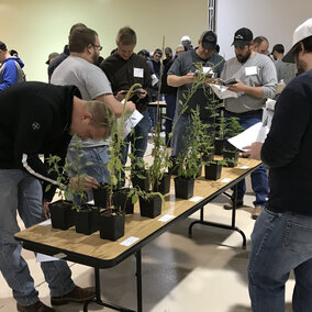 Crop Scout Training participants identifying weeds during the 2018 course.