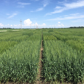 Figure 1. Winter wheat variety trial at the Eastern Nebraska Research and Extension Center, 2019. (Photos by Nathan Mueller)