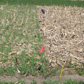 Research plot with no-till corn residue, with left half planted to cereal rye in November 2018