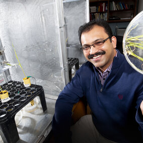 Figure 1. Nebraska's Joe Louis with a collection of leaves infested by corn-leaf aphids. Louis and his colleagues have found that spraying a corn plant with one of its own defensive compounds might reduce aphid colonization by as much as 30%. (Photo by Craig Chandler, University Communication)