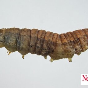 cutworm caterpillar