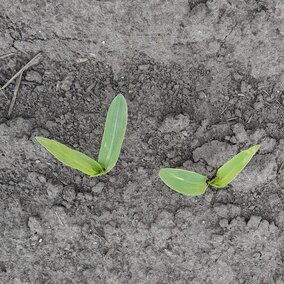 emerging corn showing varying degrees of frost damage