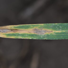 Septoria tritici blotch in the lower canopy of wheat