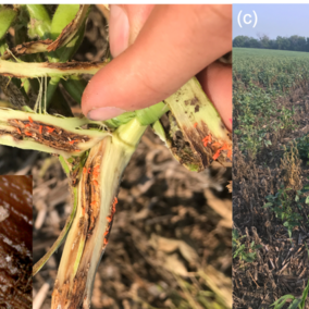 soybean gall midge larva