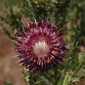 Musk thistle