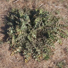 invasive musk thistle