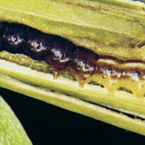 common stalk borer larva