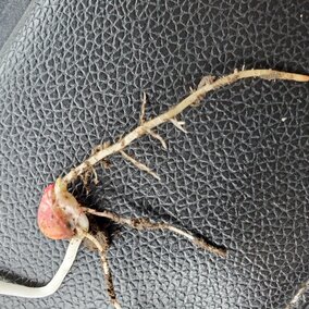 corn seedling with damage