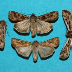 Miller moths