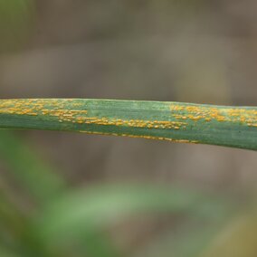 stripe rust on wheat