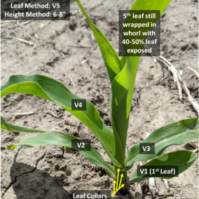 corn showing various growth stages