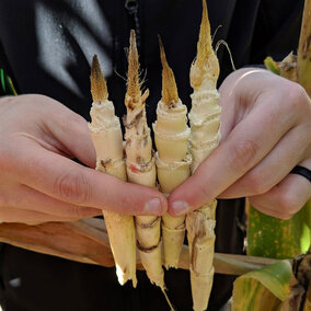 Arrested ears with a âprimordial tipâ due to pesticide application + NIS prior to tassel