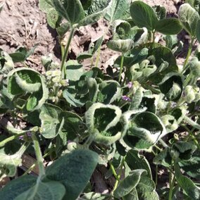 soybean showing Dicamba injury