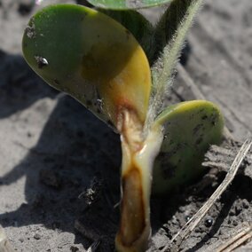 soybean seedling emerging