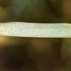 what leaf rust