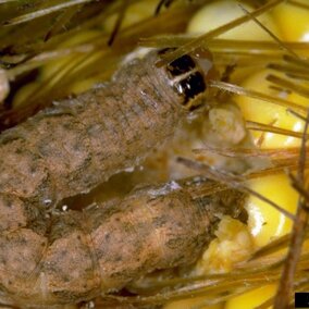 western bean cutworm larvae