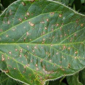 Lesions on Leaves